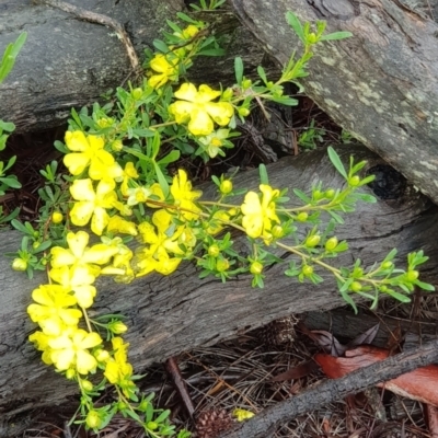 Hibbertia obtusifolia (Grey Guinea-flower) at Downer, ACT - 25 Oct 2020 by MPW