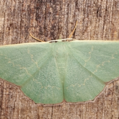 Prasinocyma semicrocea (Common Gum Emerald moth) at Melba, ACT - 9 Jan 2021 by kasiaaus