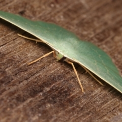 Prasinocyma semicrocea at Melba, ACT - 9 Jan 2021