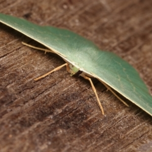 Prasinocyma semicrocea at Melba, ACT - 9 Jan 2021