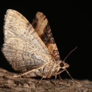 Epyaxa subidaria at Melba, ACT - 9 Jan 2021 11:48 PM