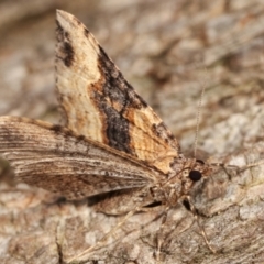 Epyaxa subidaria at Melba, ACT - 9 Jan 2021 11:48 PM