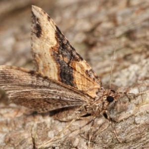 Epyaxa subidaria at Melba, ACT - 9 Jan 2021 11:48 PM