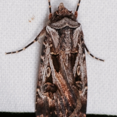 Agrotis munda (Brown Cutworm) at Melba, ACT - 9 Jan 2021 by kasiaaus