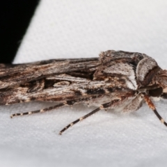 Agrotis munda at Melba, ACT - 9 Jan 2021 11:50 PM