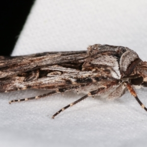 Agrotis munda at Melba, ACT - 9 Jan 2021