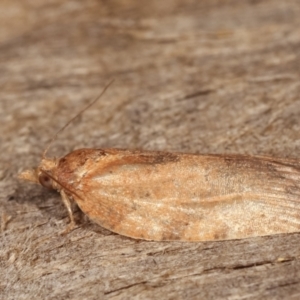 Tortricinae (subfamily) at Melba, ACT - 10 Jan 2021