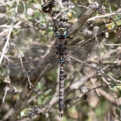 Adversaeschna brevistyla (Blue-spotted Hawker) at Holt, ACT - 21 Jan 2021 by Roger