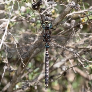 Adversaeschna brevistyla at Holt, ACT - 21 Jan 2021 10:02 AM