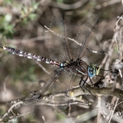 Adversaeschna brevistyla at Holt, ACT - 21 Jan 2021