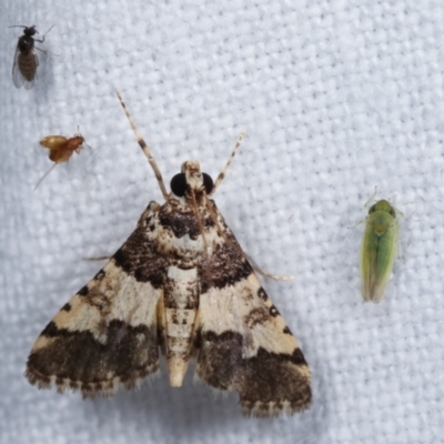 Nacoleia mesochlora (Pied Crambid) at Melba, ACT - 10 Jan 2021 by kasiaaus