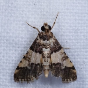 Nacoleia mesochlora at Melba, ACT - 10 Jan 2021 10:13 PM