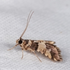 Nacoleia mesochlora at Melba, ACT - 10 Jan 2021 10:13 PM