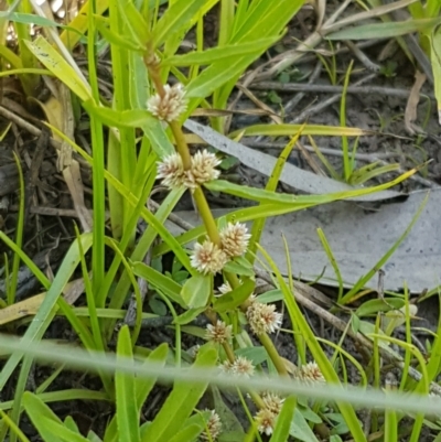 Alternanthera denticulata (Lesser Joyweed) at Sullivans Creek, Lyneham South - 21 Jan 2021 by trevorpreston