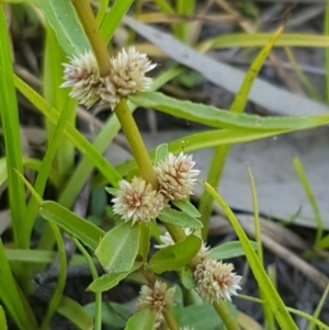 Alternanthera denticulata at Lyneham, ACT - 21 Jan 2021 12:54 PM