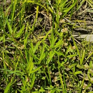 Alternanthera denticulata at Lyneham, ACT - 21 Jan 2021 12:54 PM