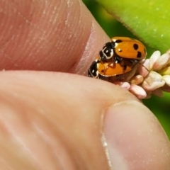 Hippodamia variegata (Spotted Amber Ladybird) at Sullivans Creek, Lyneham South - 21 Jan 2021 by trevorpreston