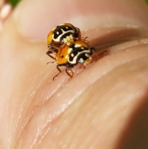 Hippodamia variegata at Lyneham Wetland - 21 Jan 2021