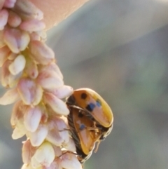 Hippodamia variegata at Lyneham Wetland - 21 Jan 2021