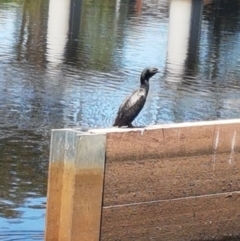 Phalacrocorax sulcirostris (Little Black Cormorant) at Lyneham, ACT - 21 Jan 2021 by trevorpreston