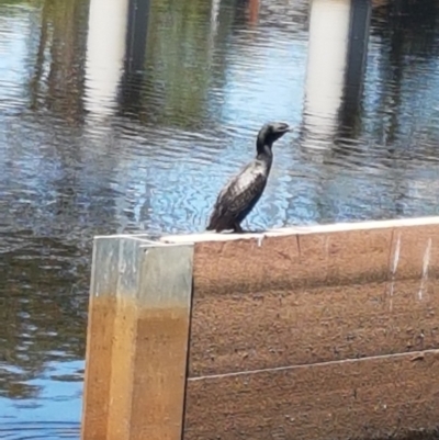 Phalacrocorax sulcirostris (Little Black Cormorant) at Sullivans Creek, Lyneham South - 21 Jan 2021 by trevorpreston