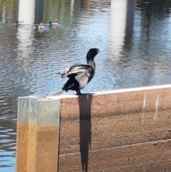 Phalacrocorax sulcirostris at Lyneham, ACT - 21 Jan 2021