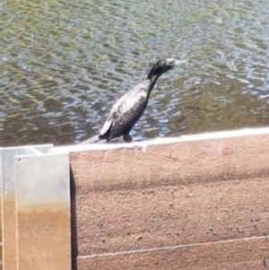 Phalacrocorax sulcirostris at Lyneham, ACT - 21 Jan 2021 01:08 PM