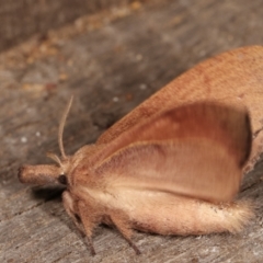 Pararguda nasuta (Wattle Snout Moth) at Melba, ACT - 10 Jan 2021 by kasiaaus