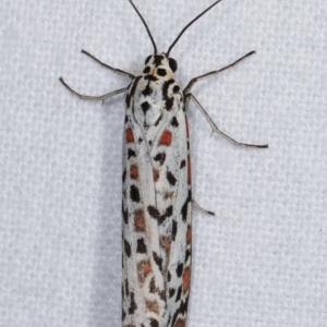 Utetheisa pulchelloides at Melba, ACT - 10 Jan 2021