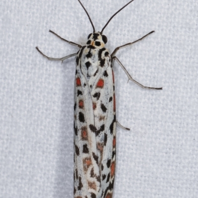 Utetheisa pulchelloides (Heliotrope Moth) at Melba, ACT - 10 Jan 2021 by kasiaaus