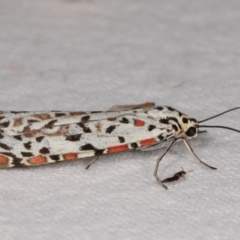 Utetheisa pulchelloides at Melba, ACT - 10 Jan 2021 10:12 PM