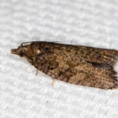 Thrincophora impletana (a Tortrix moth) at Melba, ACT - 31 Dec 2020 by Bron