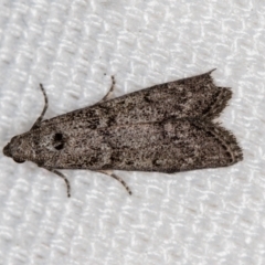 Heteromicta pachytera (Galleriinae subfamily moth) at Melba, ACT - 31 Dec 2020 by Bron