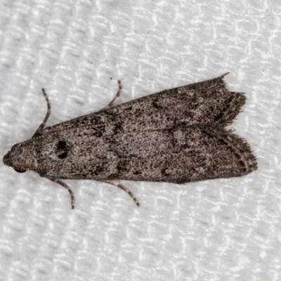 Heteromicta pachytera (Galleriinae subfamily moth) at Melba, ACT - 1 Jan 2021 by Bron