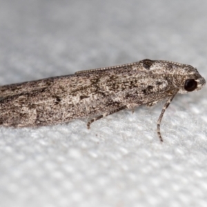 Heteromicta pachytera at Melba, ACT - 1 Jan 2021