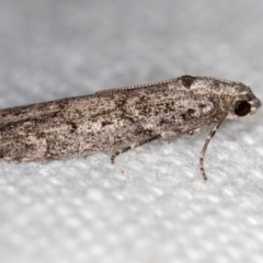 Heteromicta pachytera at Melba, ACT - 1 Jan 2021