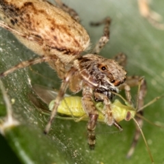 Helpis minitabunda (Threatening jumping spider) at Melba, ACT - 1 Jan 2021 by Bron