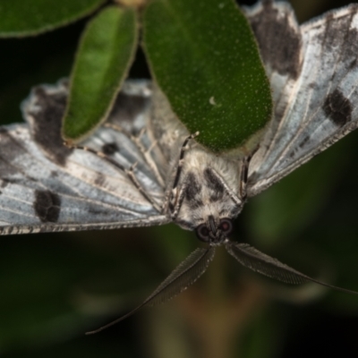 Cleora displicata (A Cleora Bark Moth (Boarmiini) at Melba, ACT - 1 Jan 2021 by Bron