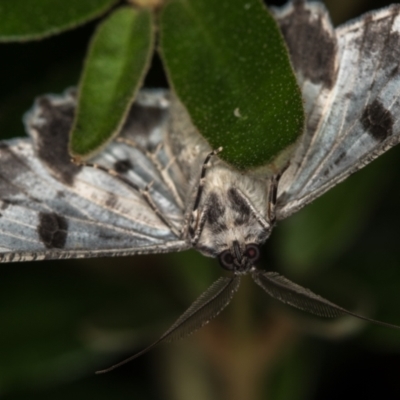 Cleora displicata (A Cleora Bark Moth) at Melba, ACT - 31 Dec 2020 by Bron