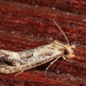 Moerarchis inconcisella at Melba, ACT - 10 Jan 2021 10:21 PM