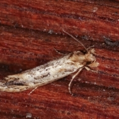 Moerarchis inconcisella at Melba, ACT - 10 Jan 2021 10:21 PM