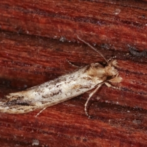 Moerarchis inconcisella at Melba, ACT - 10 Jan 2021 10:21 PM