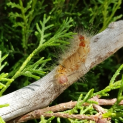 Orgyia anartoides (Painted Apple Moth) at Weston, ACT - 21 Jan 2021 by redsnow