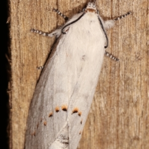 Pinara undescribed species near divisa at Melba, ACT - 11 Jan 2021 10:00 PM