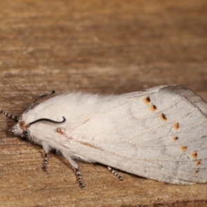 Pinara undescribed species near divisa at Melba, ACT - 11 Jan 2021 10:00 PM