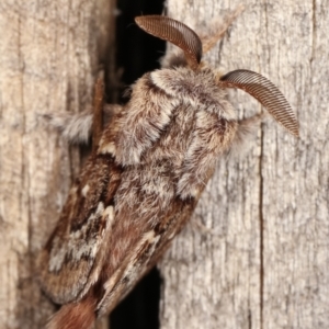 Pernattia pusilla at Melba, ACT - 11 Jan 2021 10:01 PM