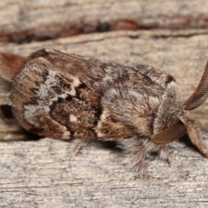 Pernattia pusilla at Melba, ACT - 11 Jan 2021 10:01 PM