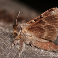 Pernattia pusilla at Melba, ACT - 11 Jan 2021 10:01 PM