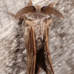 Pernattia pusilla at Melba, ACT - 11 Jan 2021 10:01 PM