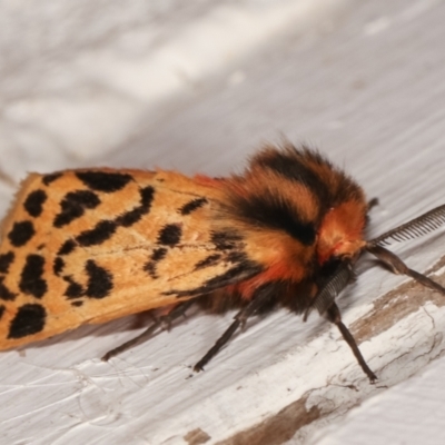 Ardices curvata (Crimson Tiger Moth) at Melba, ACT - 11 Jan 2021 by kasiaaus